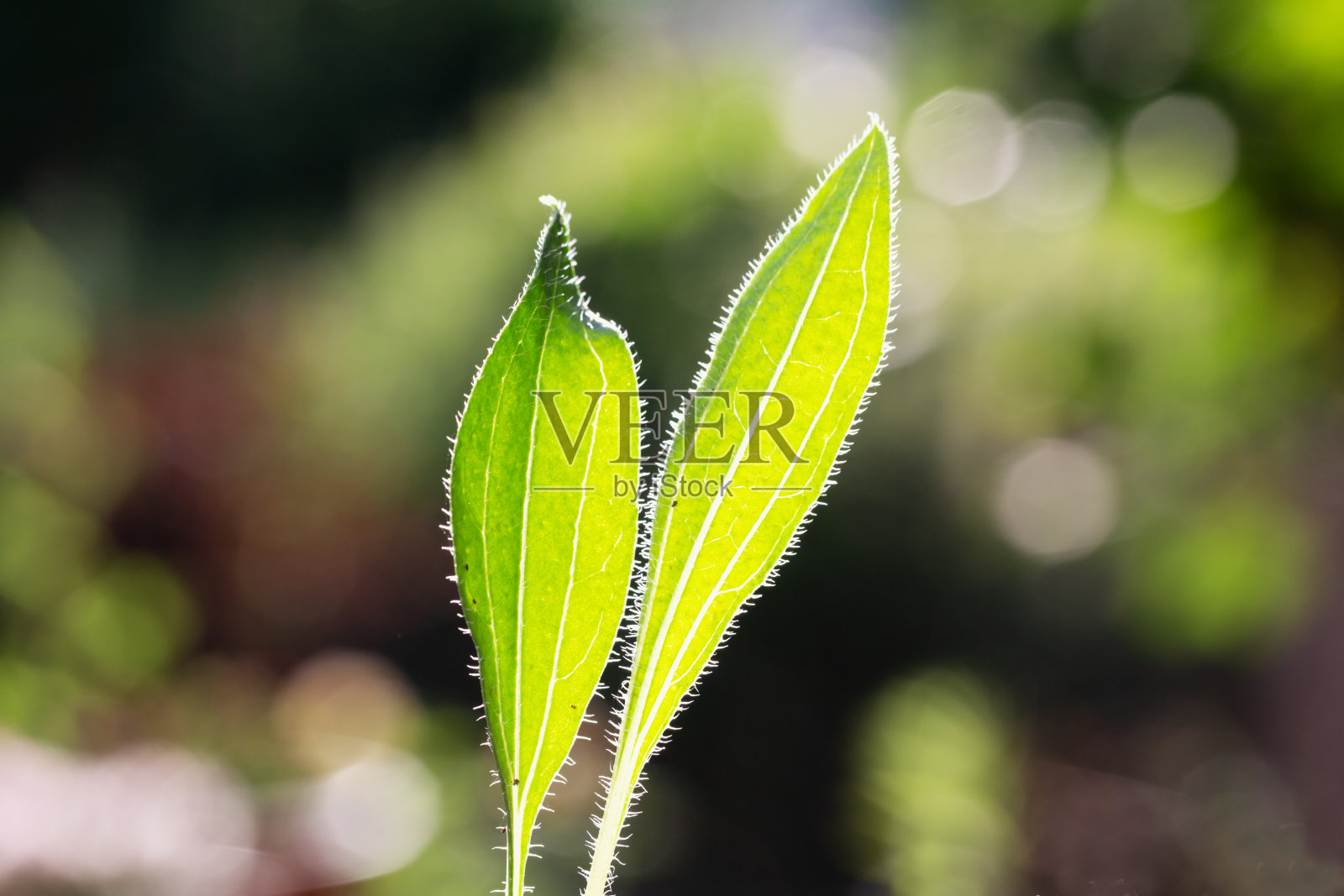 松果菊幼嫩植物叶子的特写照片摄影图片