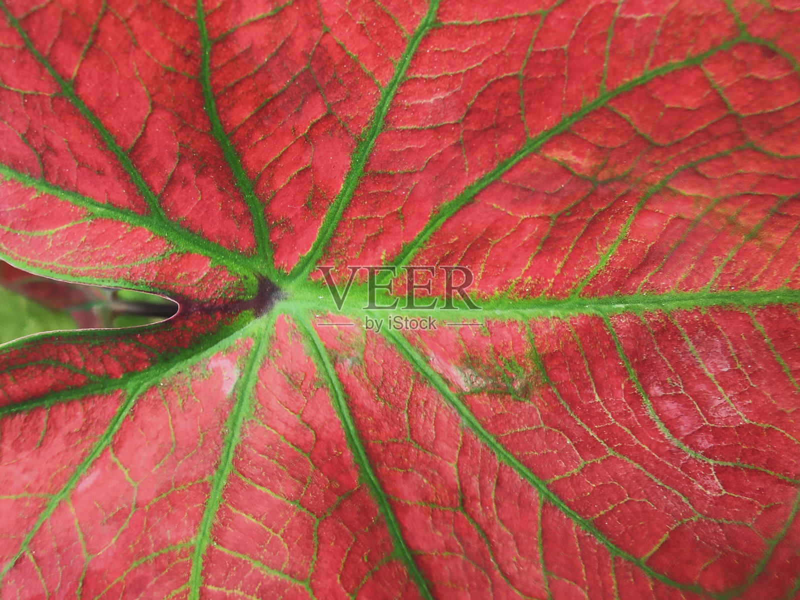 自然着色的红色菖蒲叶背景。照片摄影图片