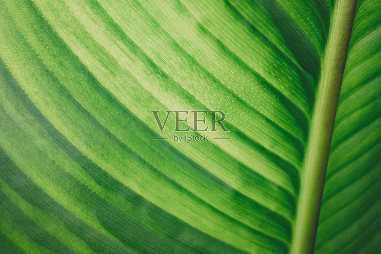 Macro photo of maraca roja叶照片摄影图片