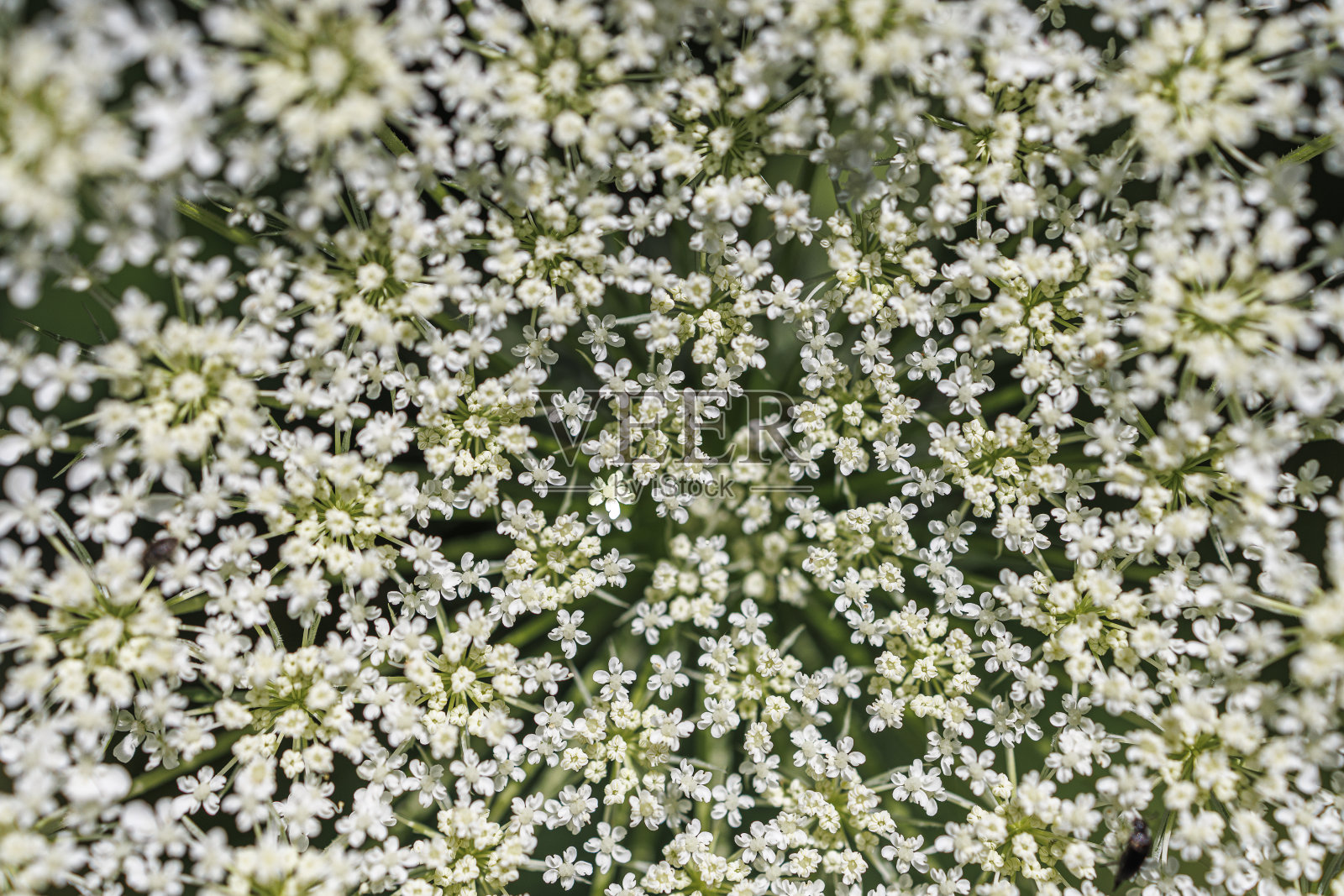野生胡萝卜，或主教花边，多科斯卡洛塔，花序在宏观照片摄影图片