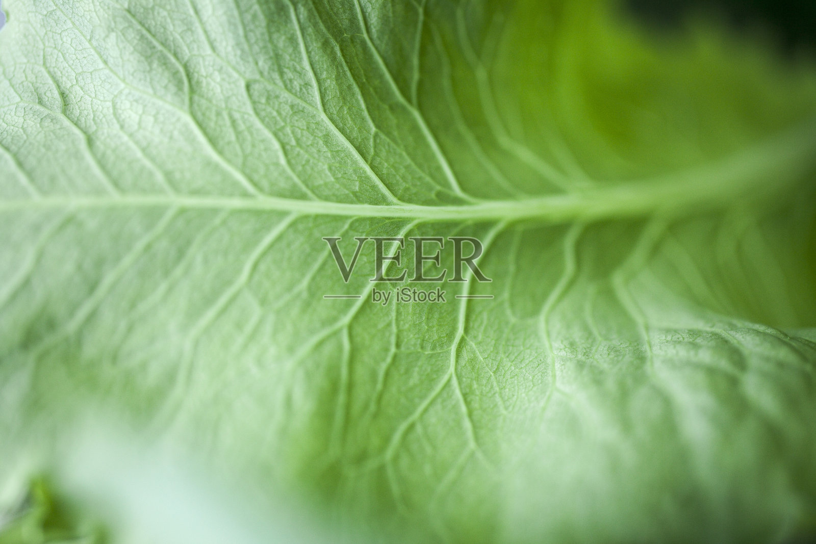 宏观性质照片摄影图片