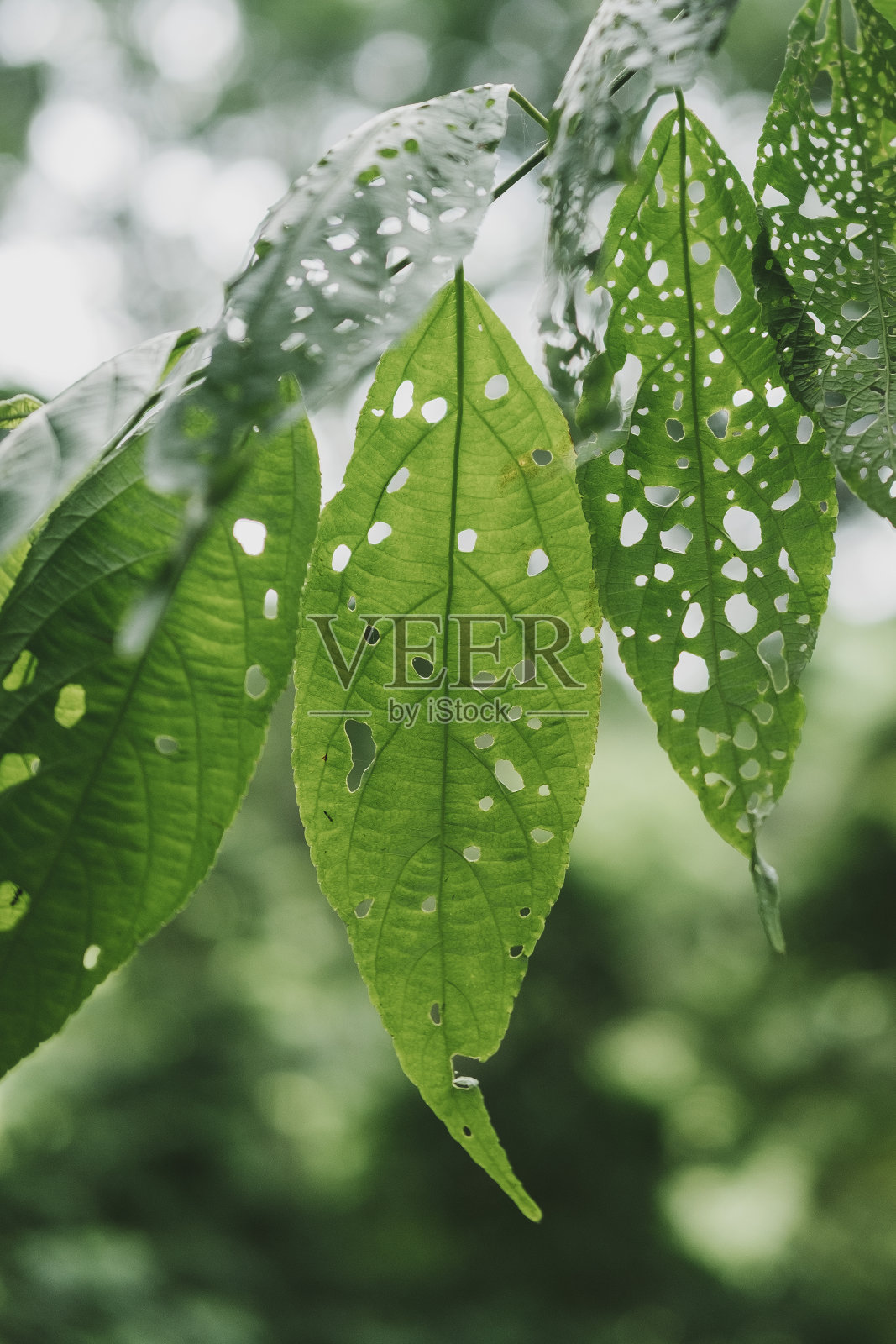 叶照片摄影图片