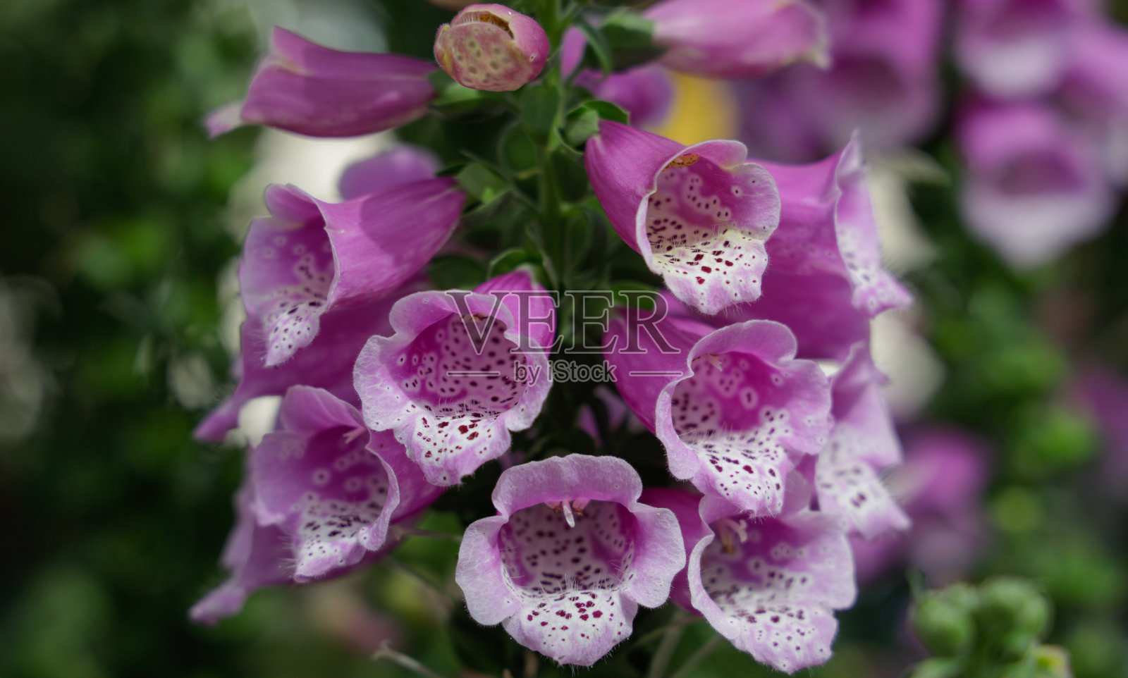 紫色花朵特写照片摄影图片