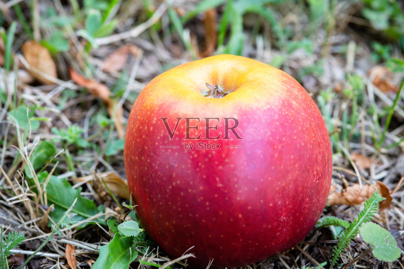果园里的地上有一个成熟的苹果照片摄影图片
