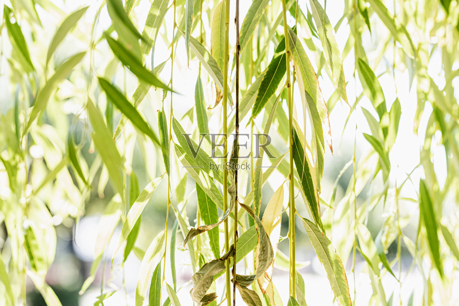 垂柳背光的阳光，接近照片摄影图片