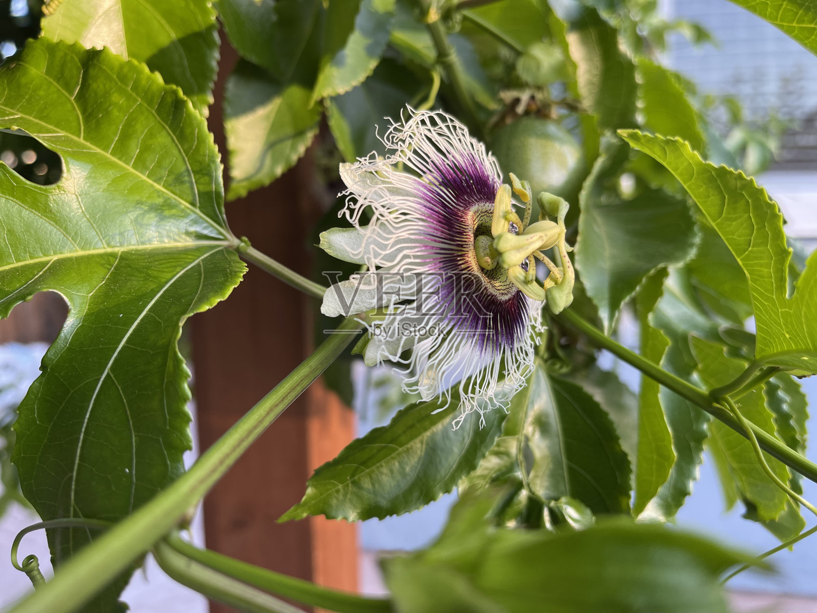 盛开的西番莲照片摄影图片