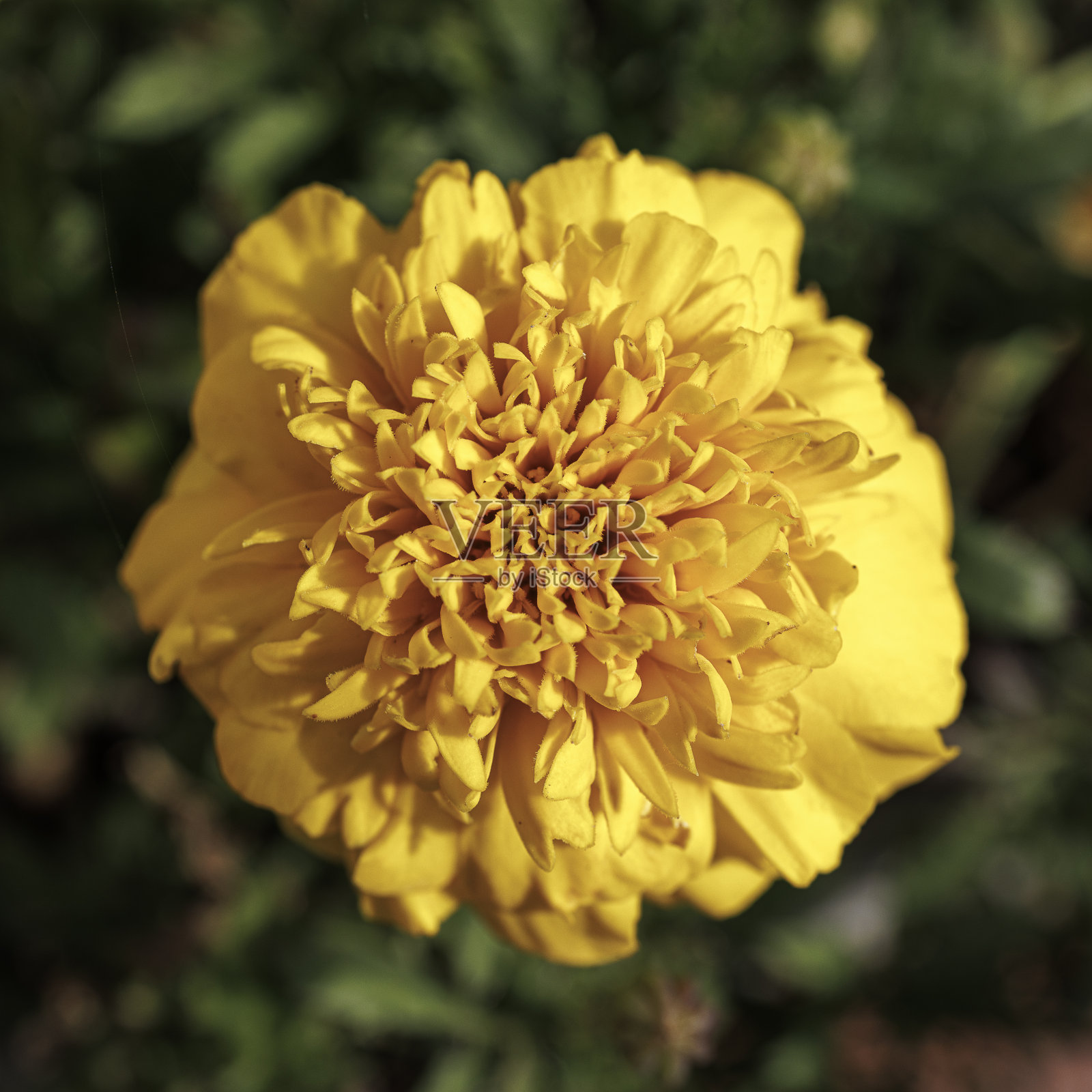 金盏花特写照片摄影图片