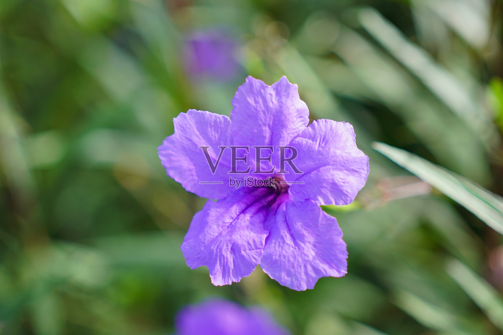 紫色ruellias照片摄影图片