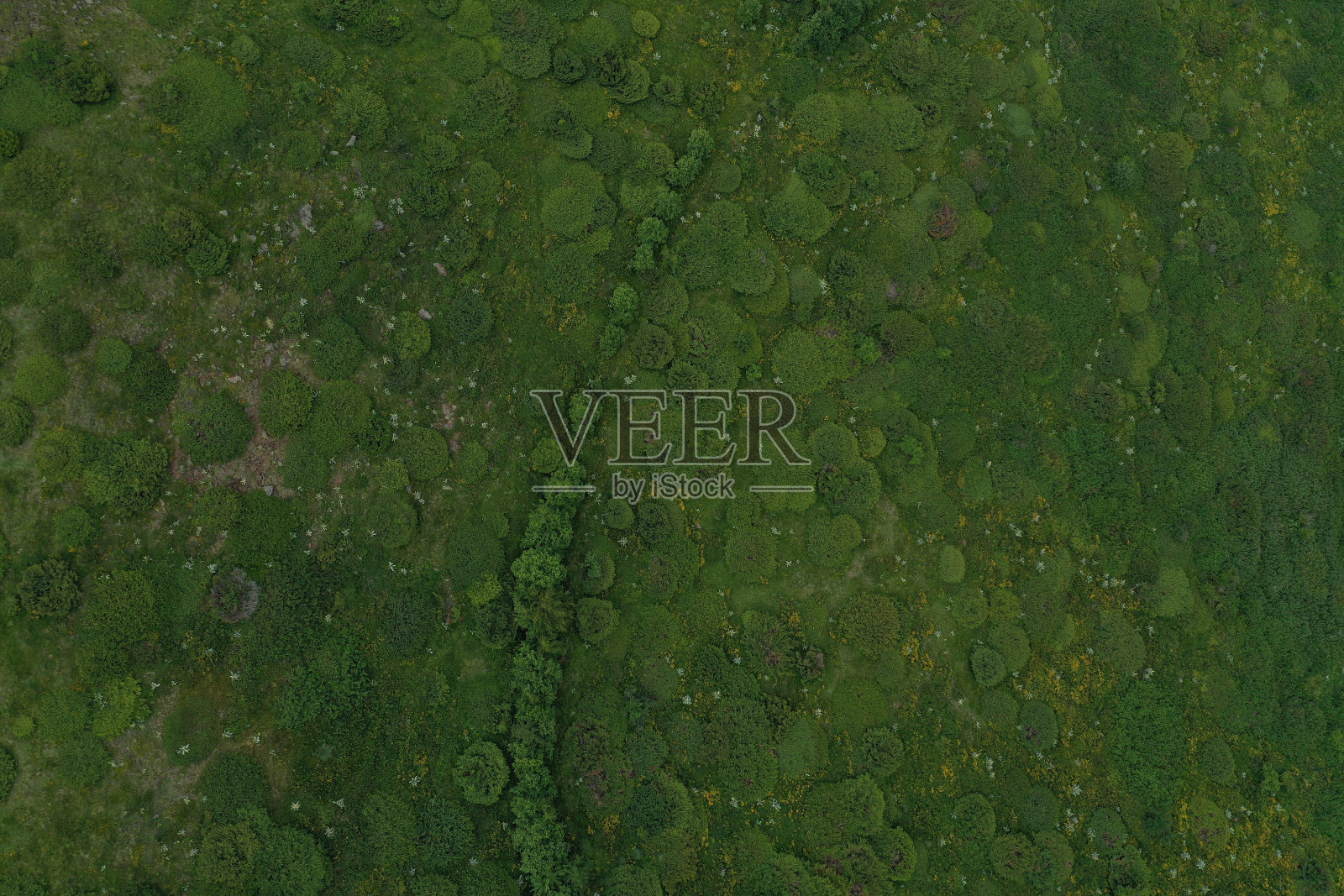 山上的普通刺柏灌木丛航拍照片摄影图片