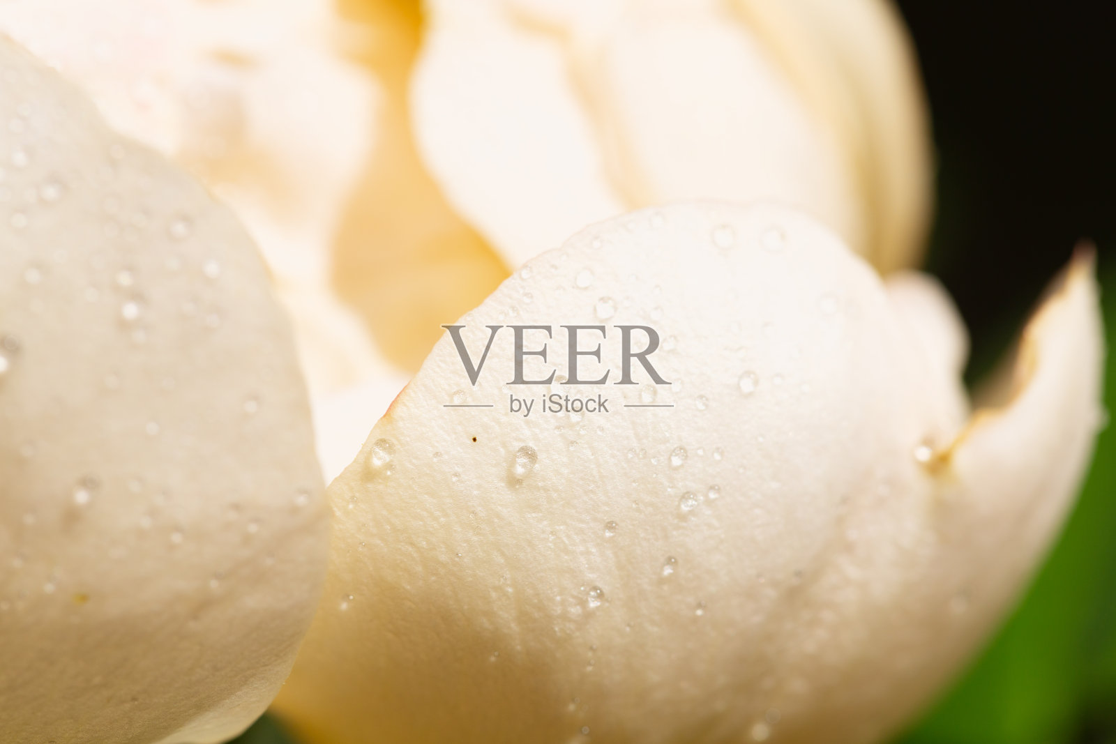 白色玫瑰被水滴覆盖的特写照片摄影图片