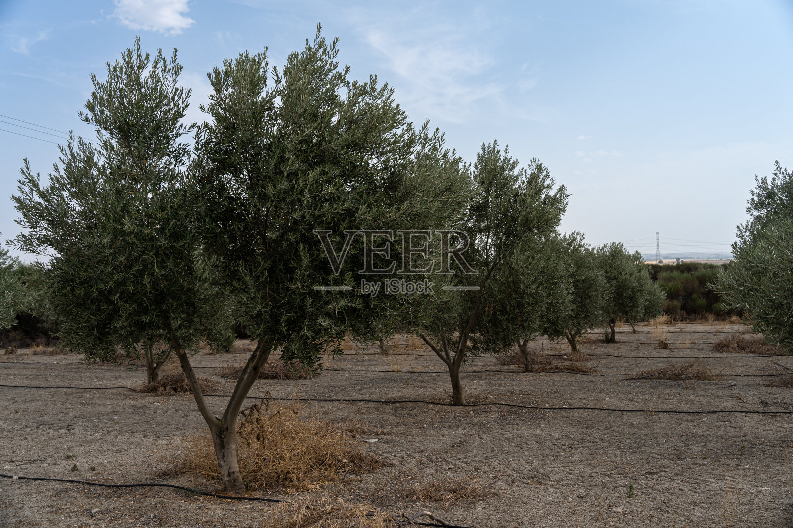 橄榄园有小橄榄树，用来收橄榄照片摄影图片