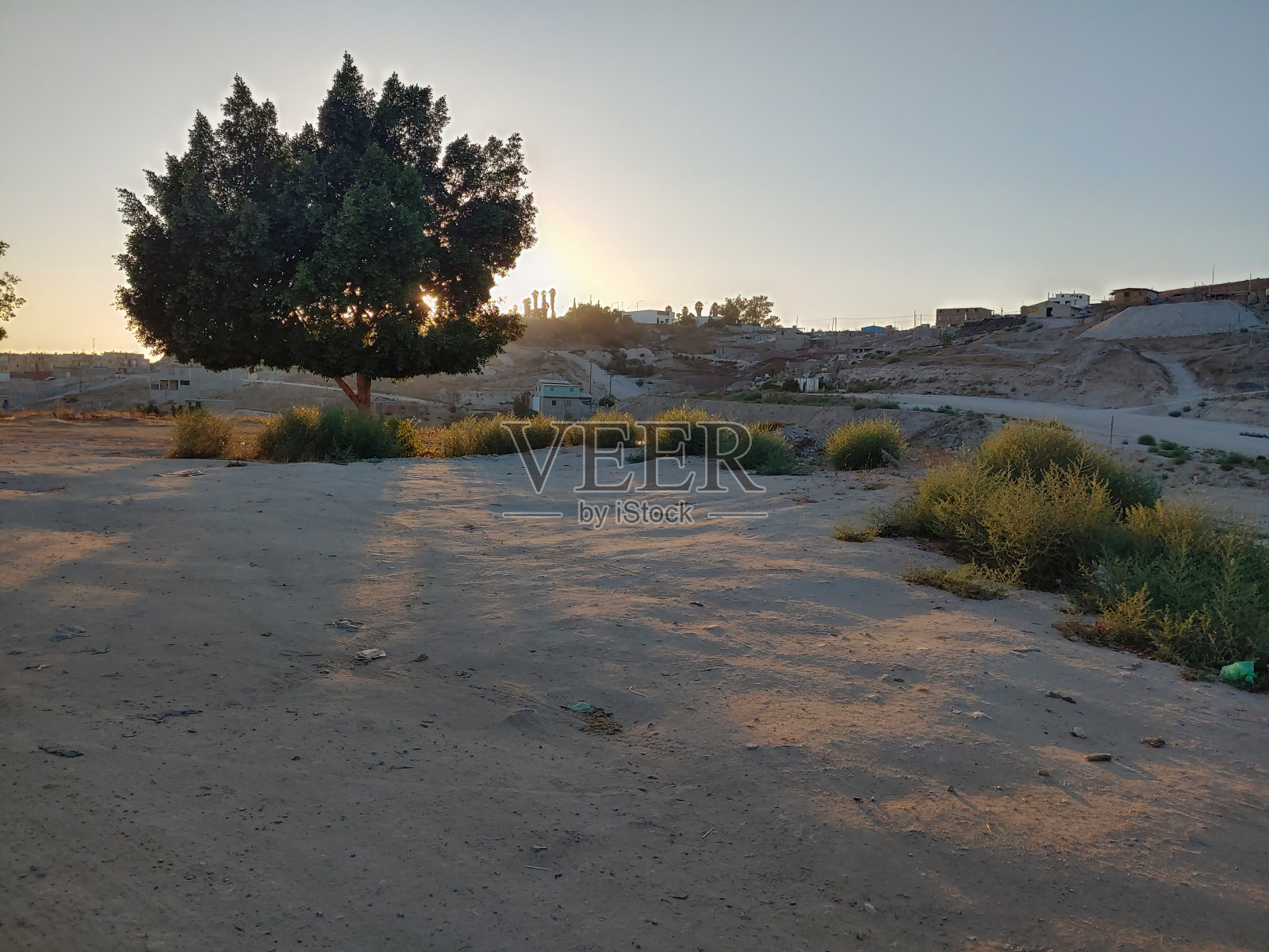 美丽的树，阳光透过树照片摄影图片