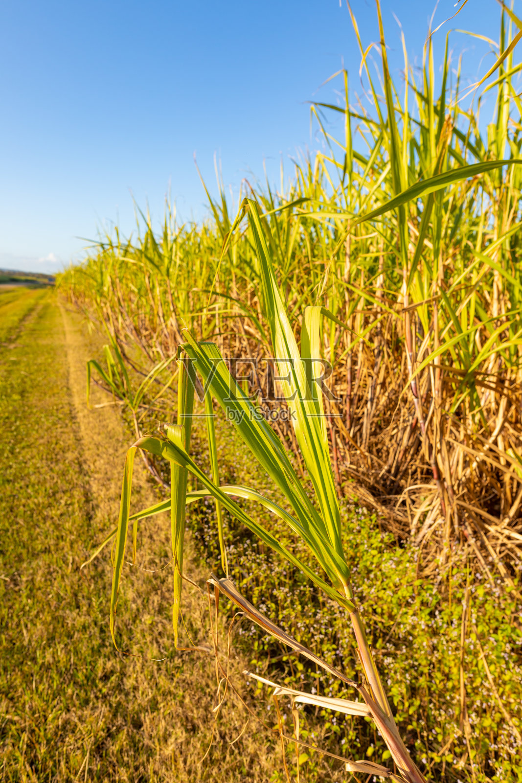 甘蔗农场照片摄影图片
