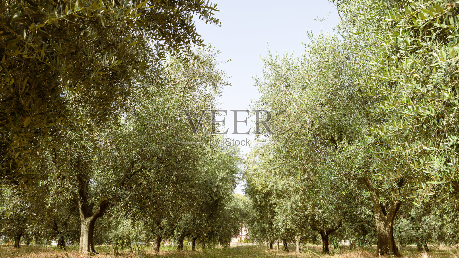 橄榄树果园照片摄影图片