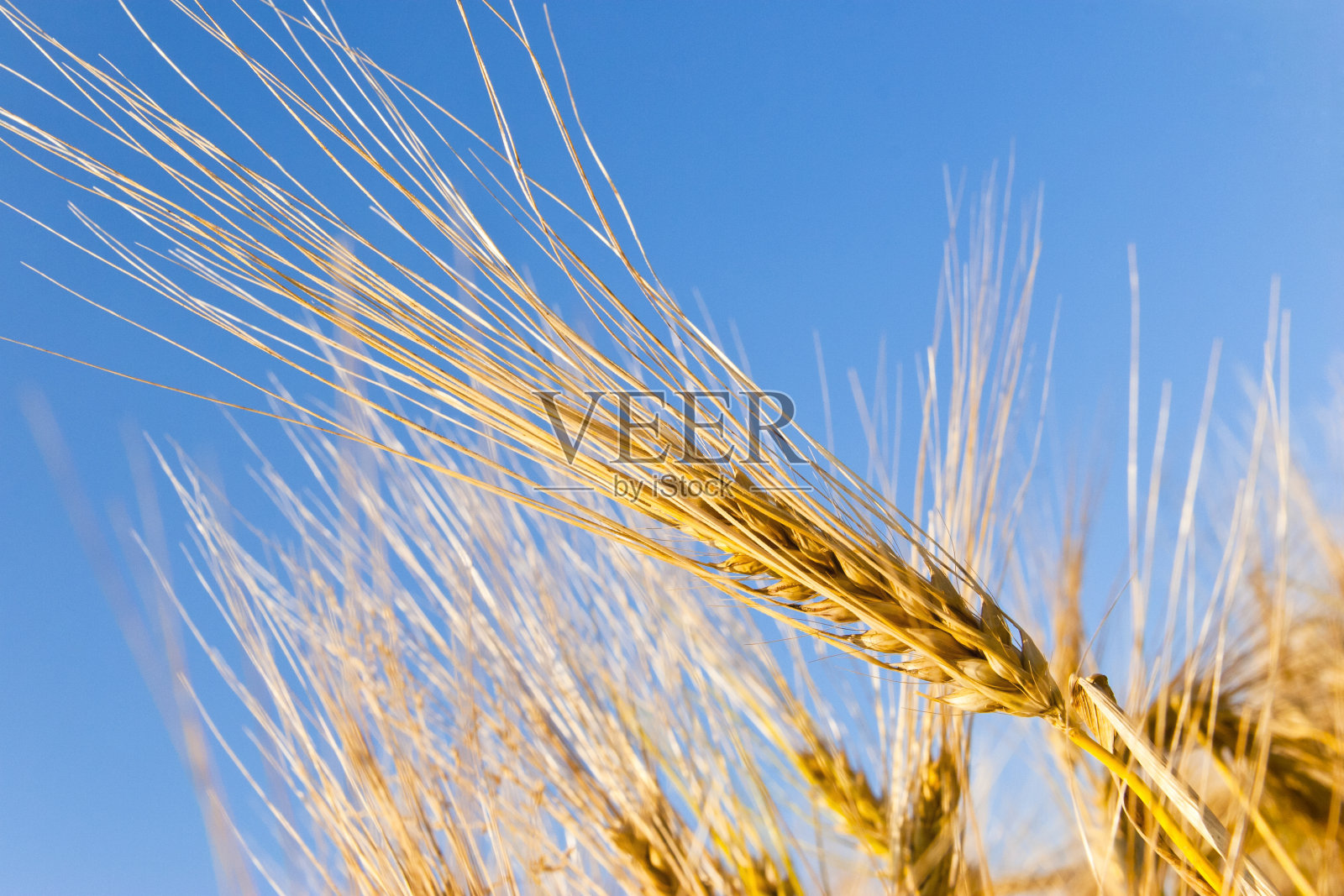 耳朵的黑麦照片摄影图片