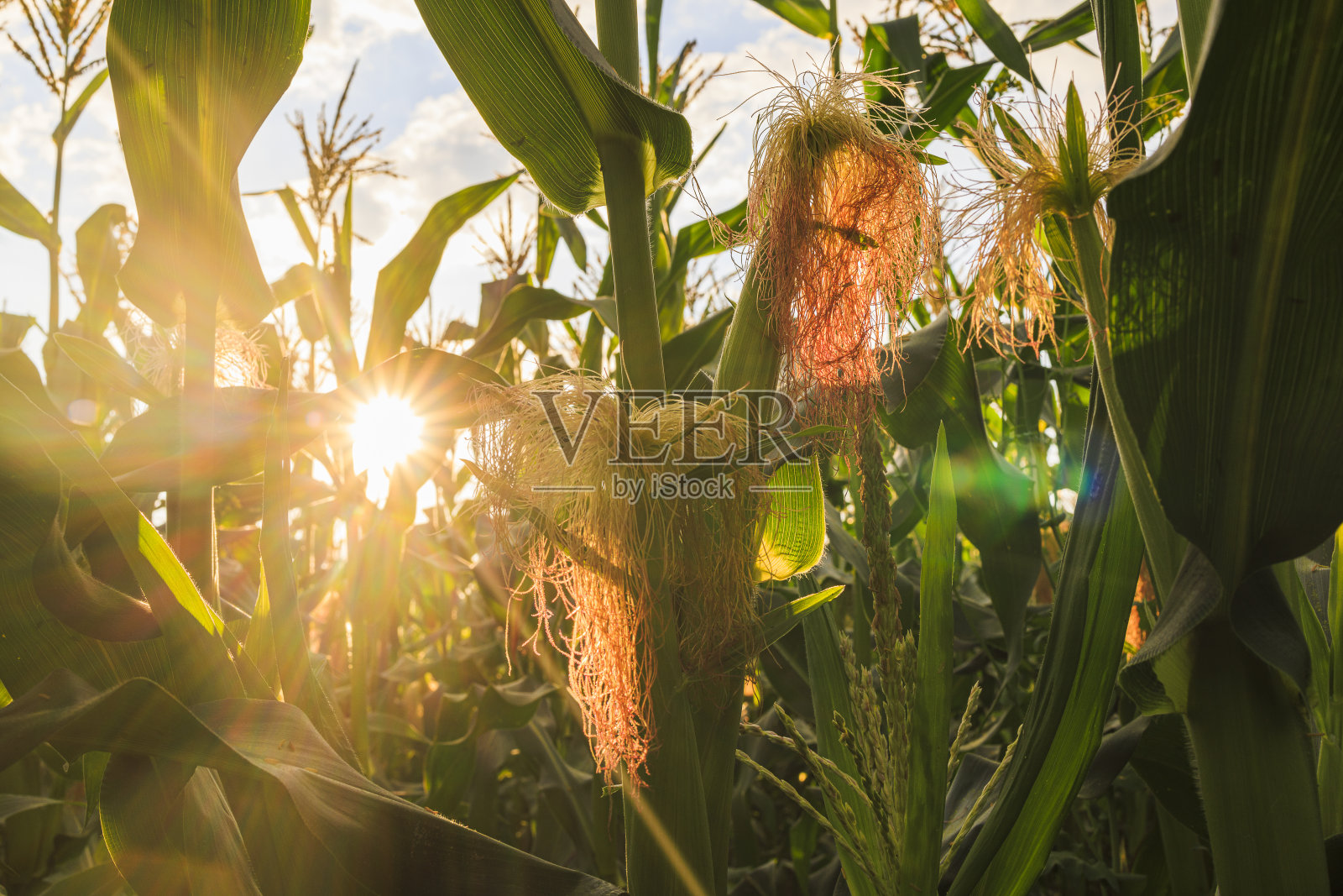 玉米幼穗，雌蕊长，在夕阳西下的田野里在宾夕法尼亚的农田里照片摄影图片