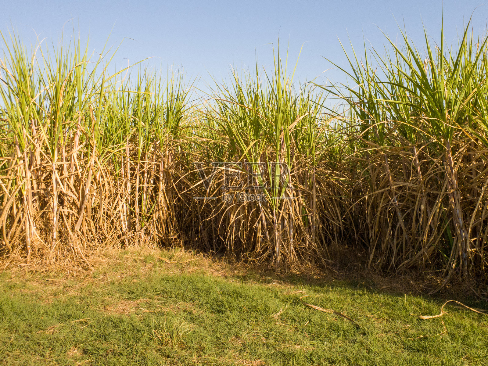 甘蔗种植园照片摄影图片