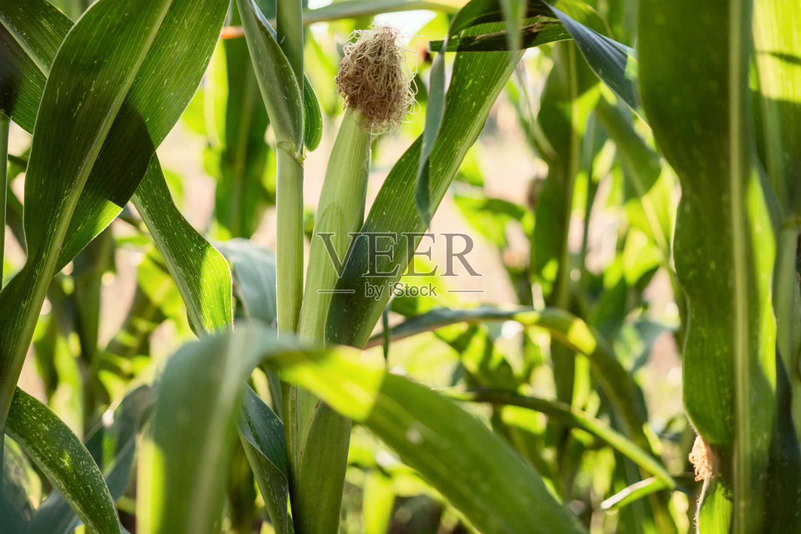 田野里玉米棒子的特写照片摄影图片