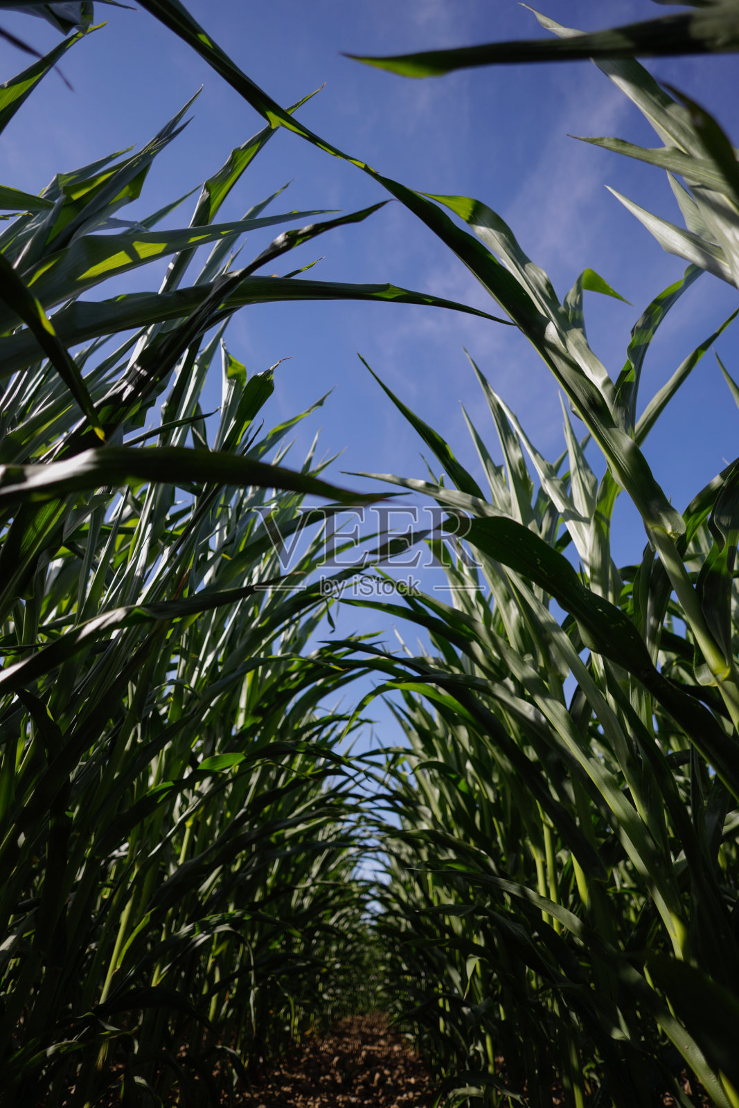 玉米田照片摄影图片