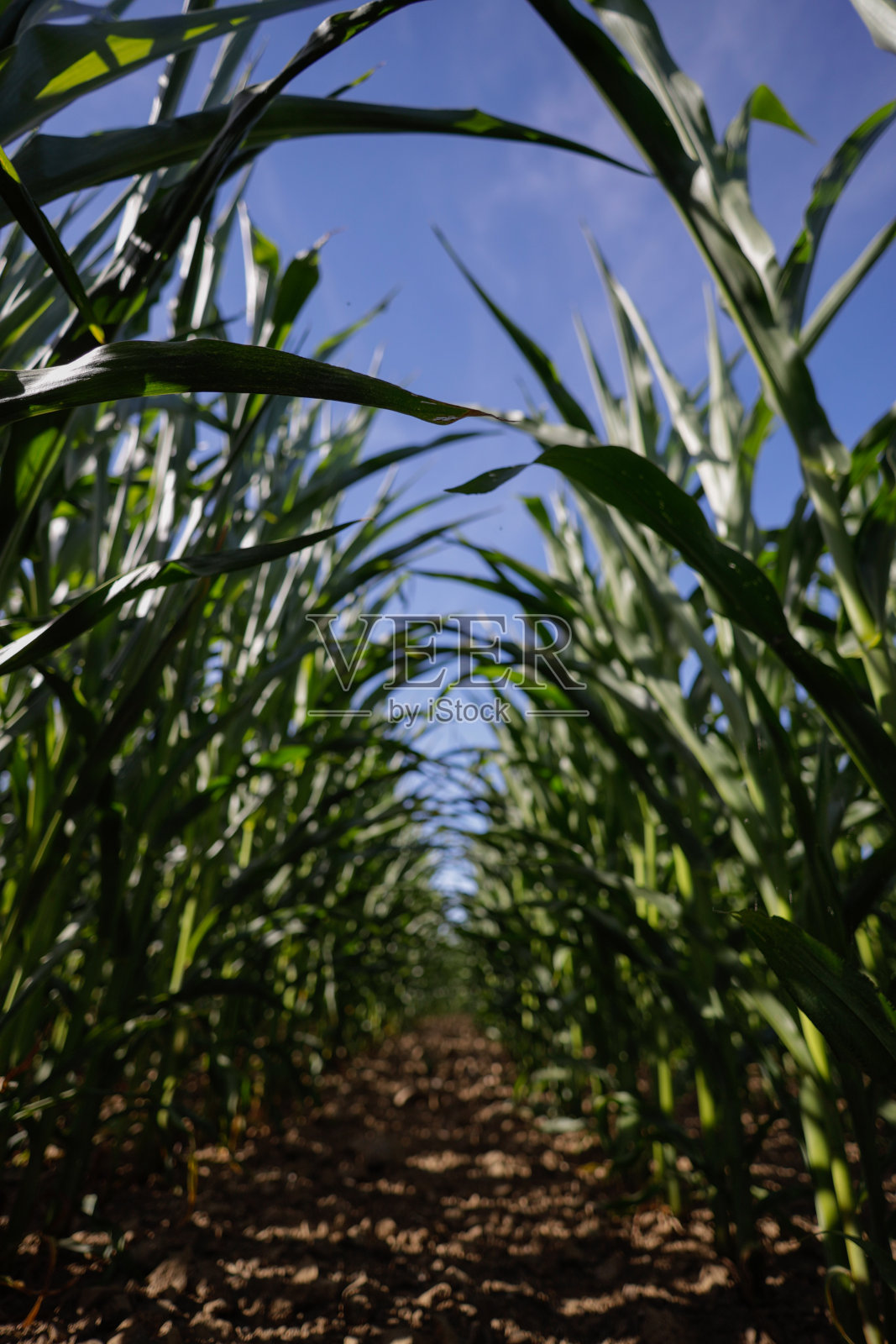 玉米田照片摄影图片