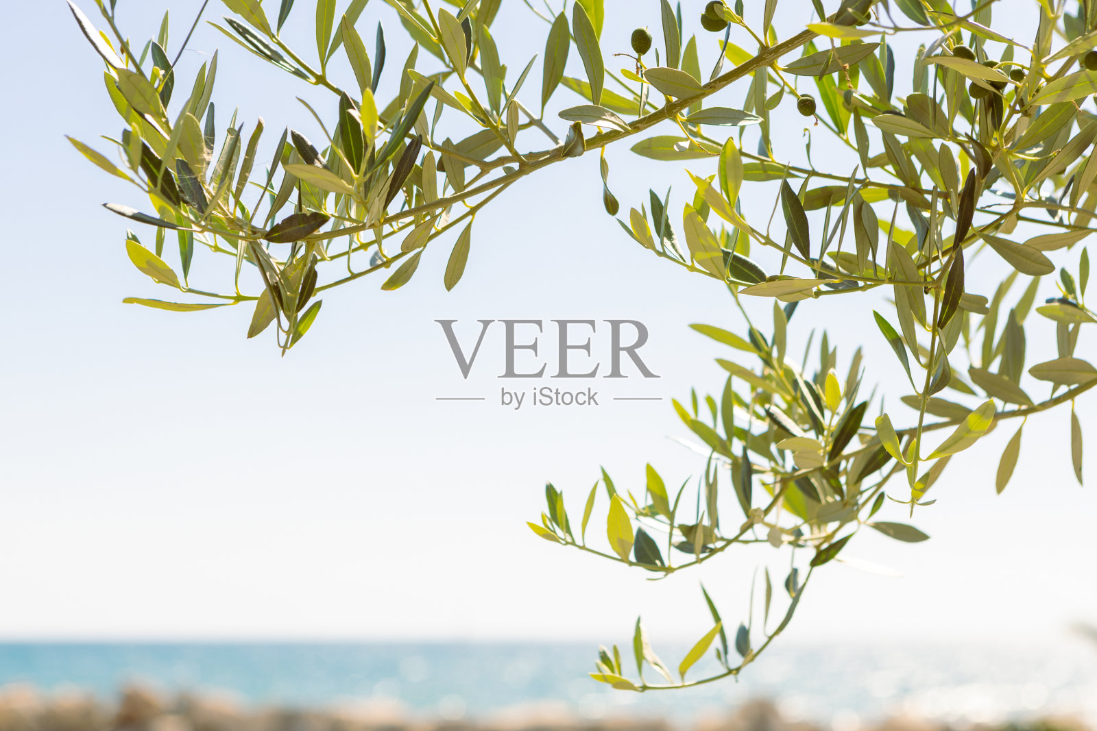 橄榄枝对着大海和天空照片摄影图片