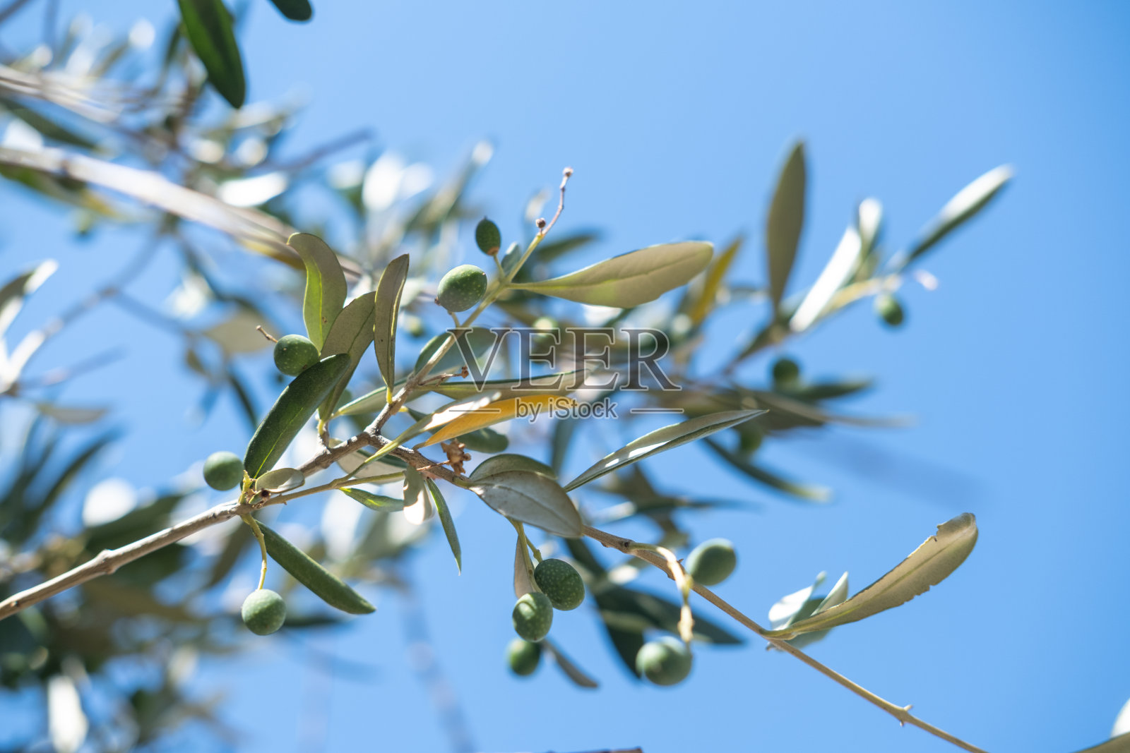 橄榄枝在风中摇曳。照片摄影图片