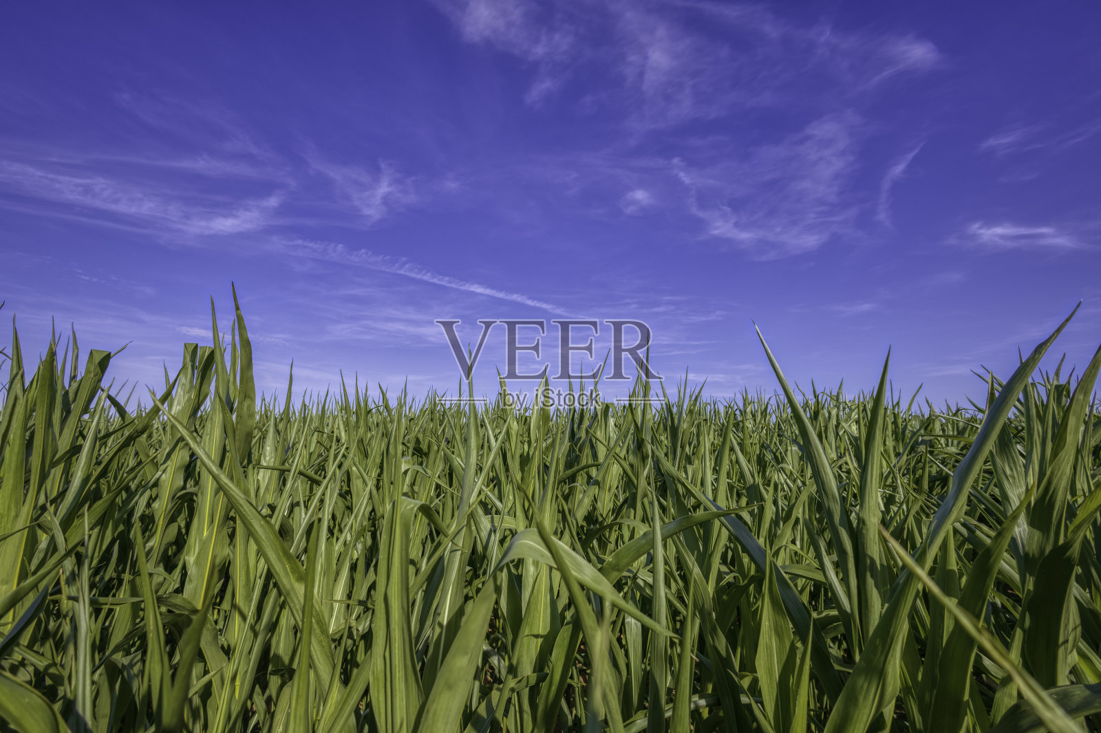 玉米田照片摄影图片