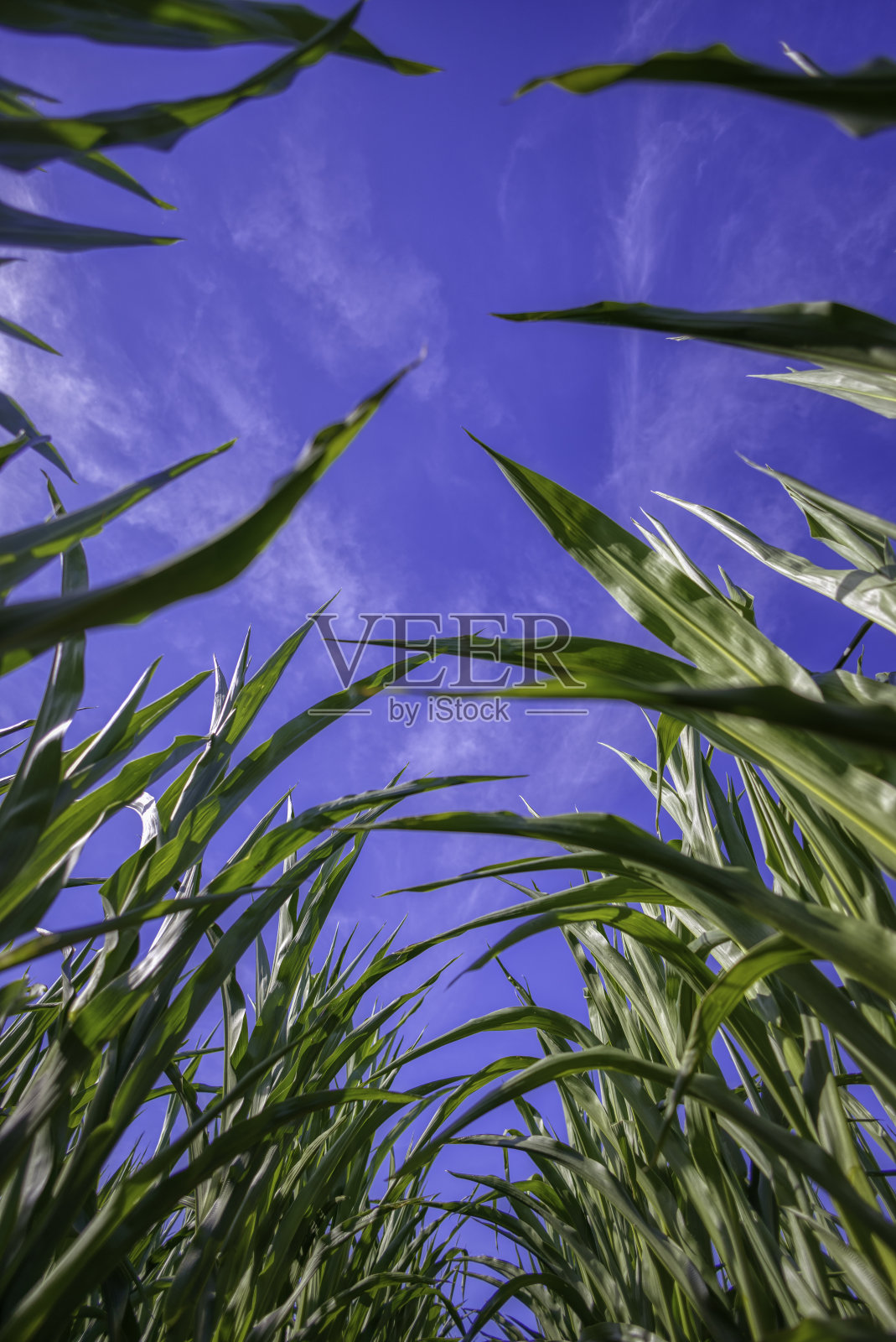 玉米田照片摄影图片