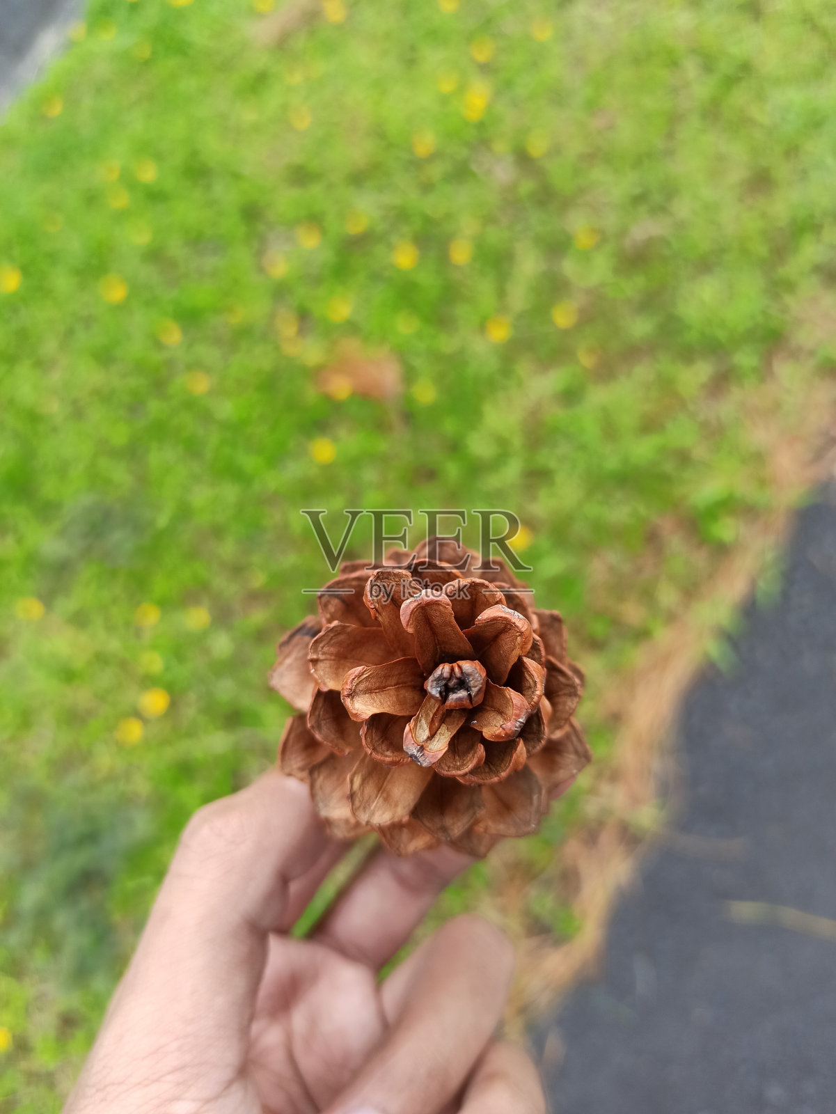 松果照片摄影图片