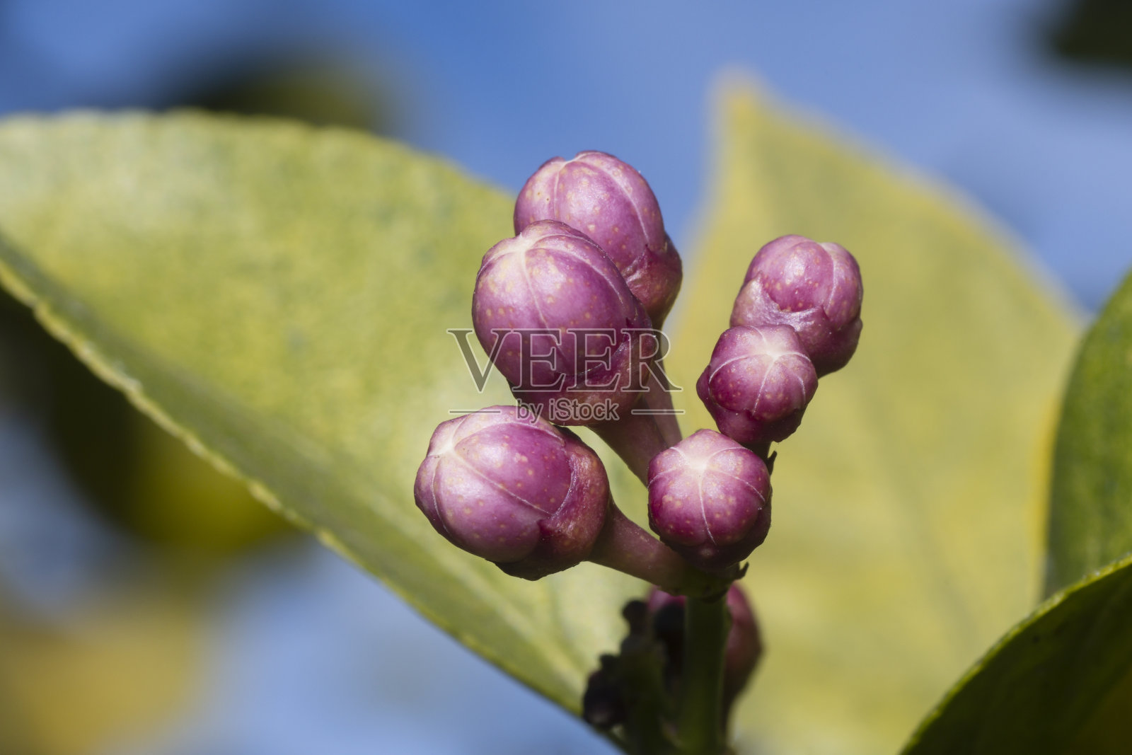 柠檬树，柑橘，春天开花。照片摄影图片