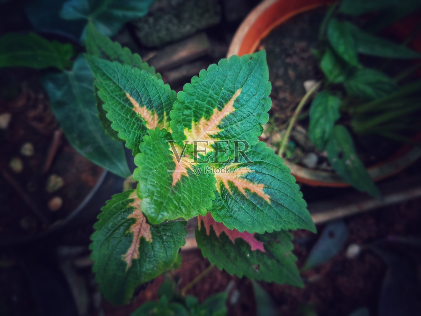 花园里种着彩叶蕨照片摄影图片