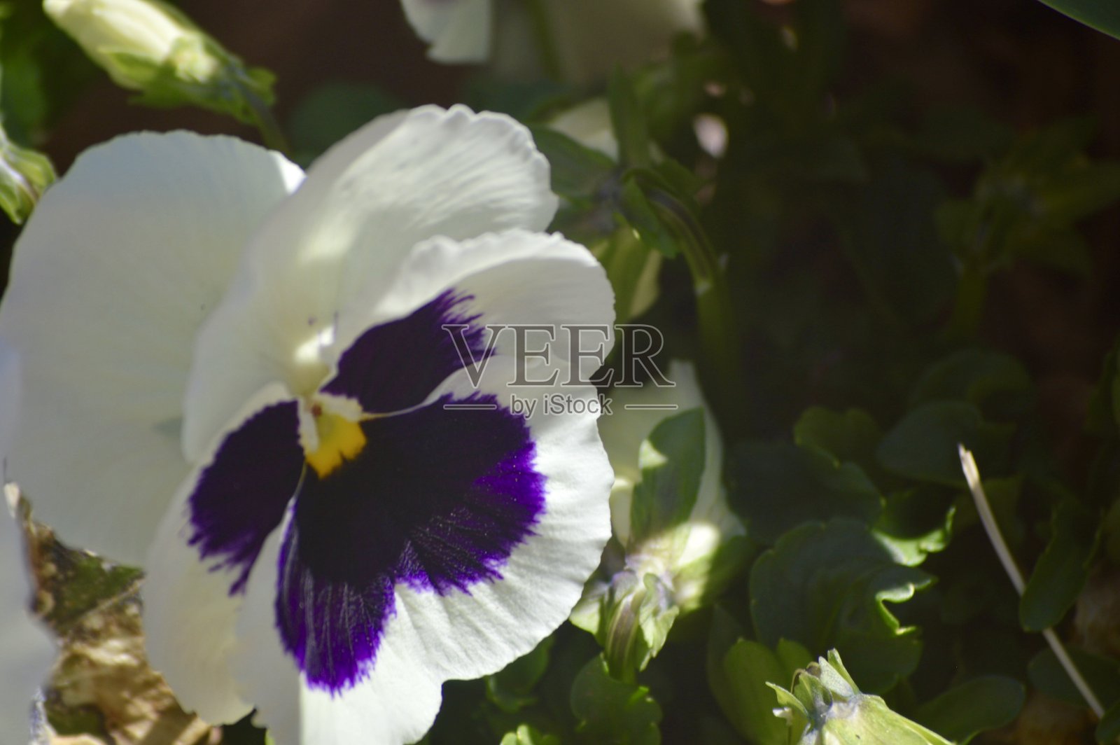 无数的植物园照片摄影图片