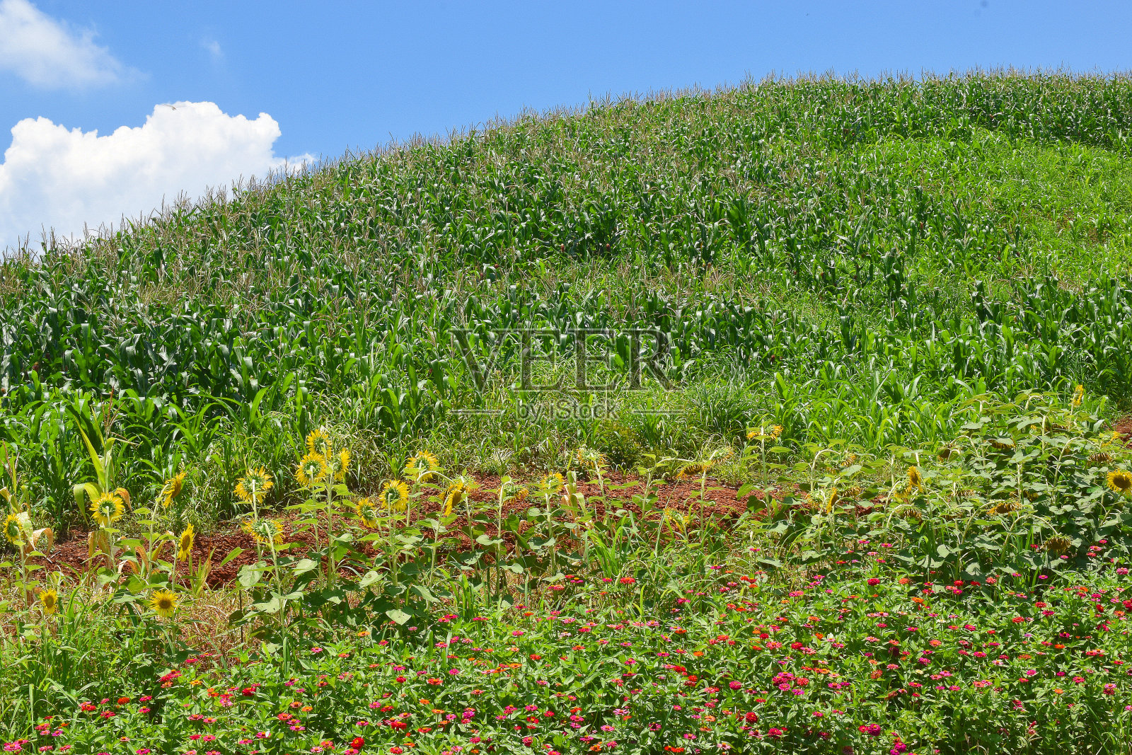 Phay That Pu Chae，泰国，景观照片摄影图片