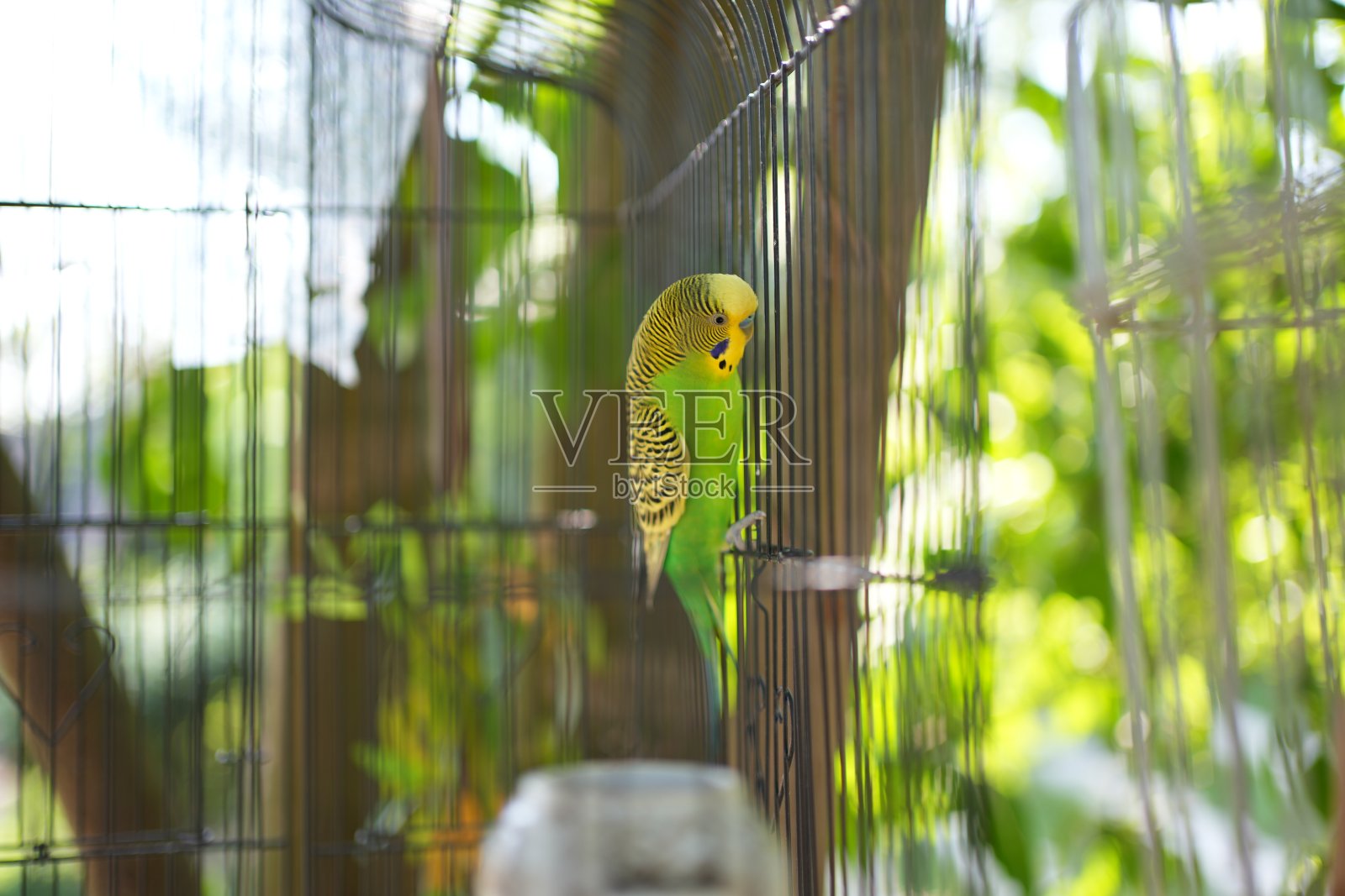 鸟照片摄影图片