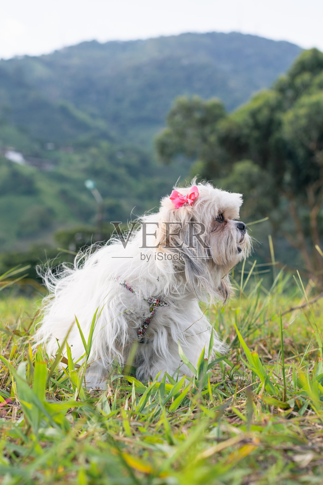 美丽的西施小狗，白色的头发，耳朵上戴着一条粉红色的丝带，坐在一片高高的草地上，背景是一棵树和一座哥伦比亚山。照片摄影图片
