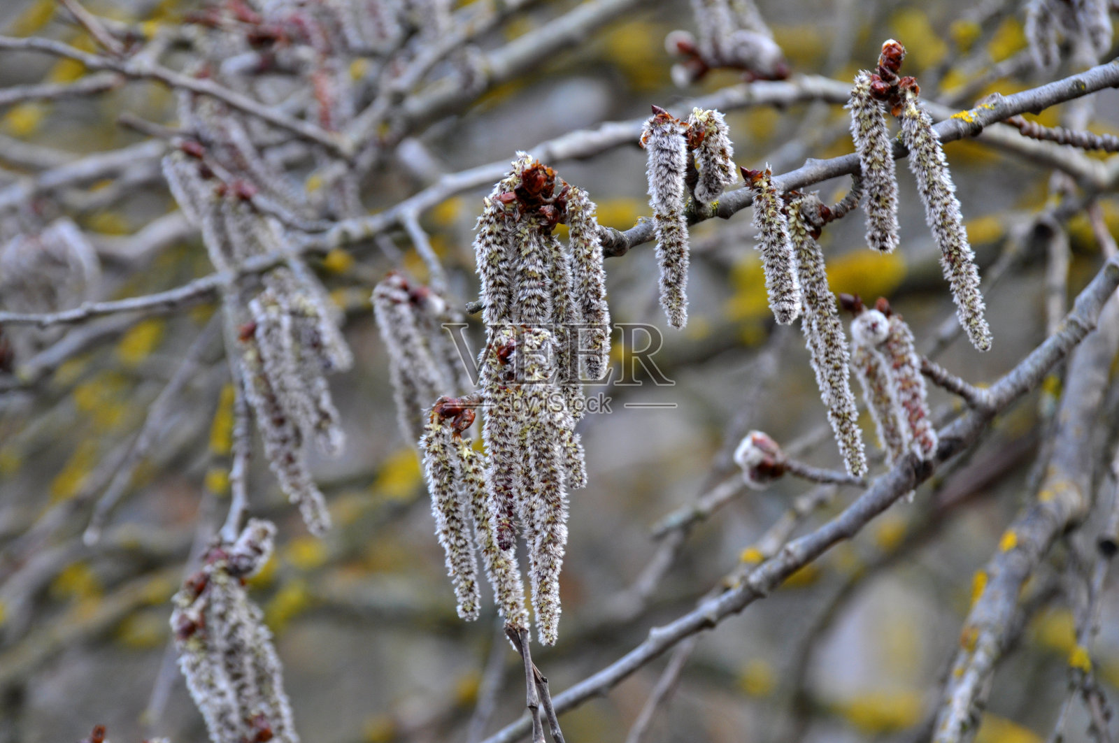 春天，自然界中的白杨树开花(杨树、假杨树)照片摄影图片