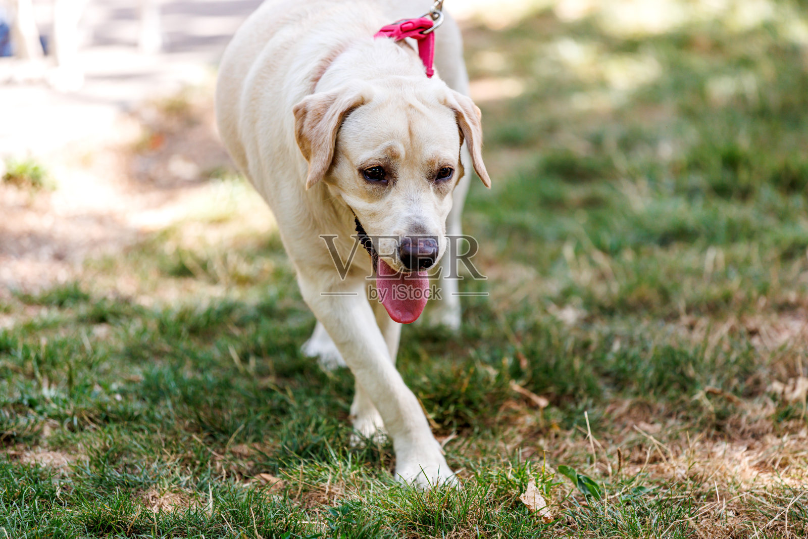 我的狗喜欢在草地上散步照片摄影图片