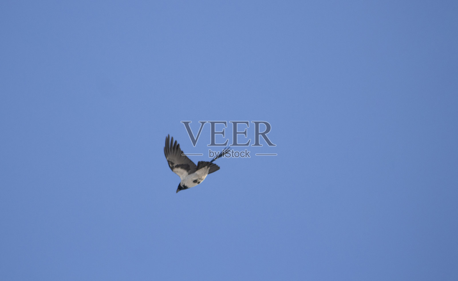 鸟在天空。蓝色背景上的乌鸦。照片摄影图片