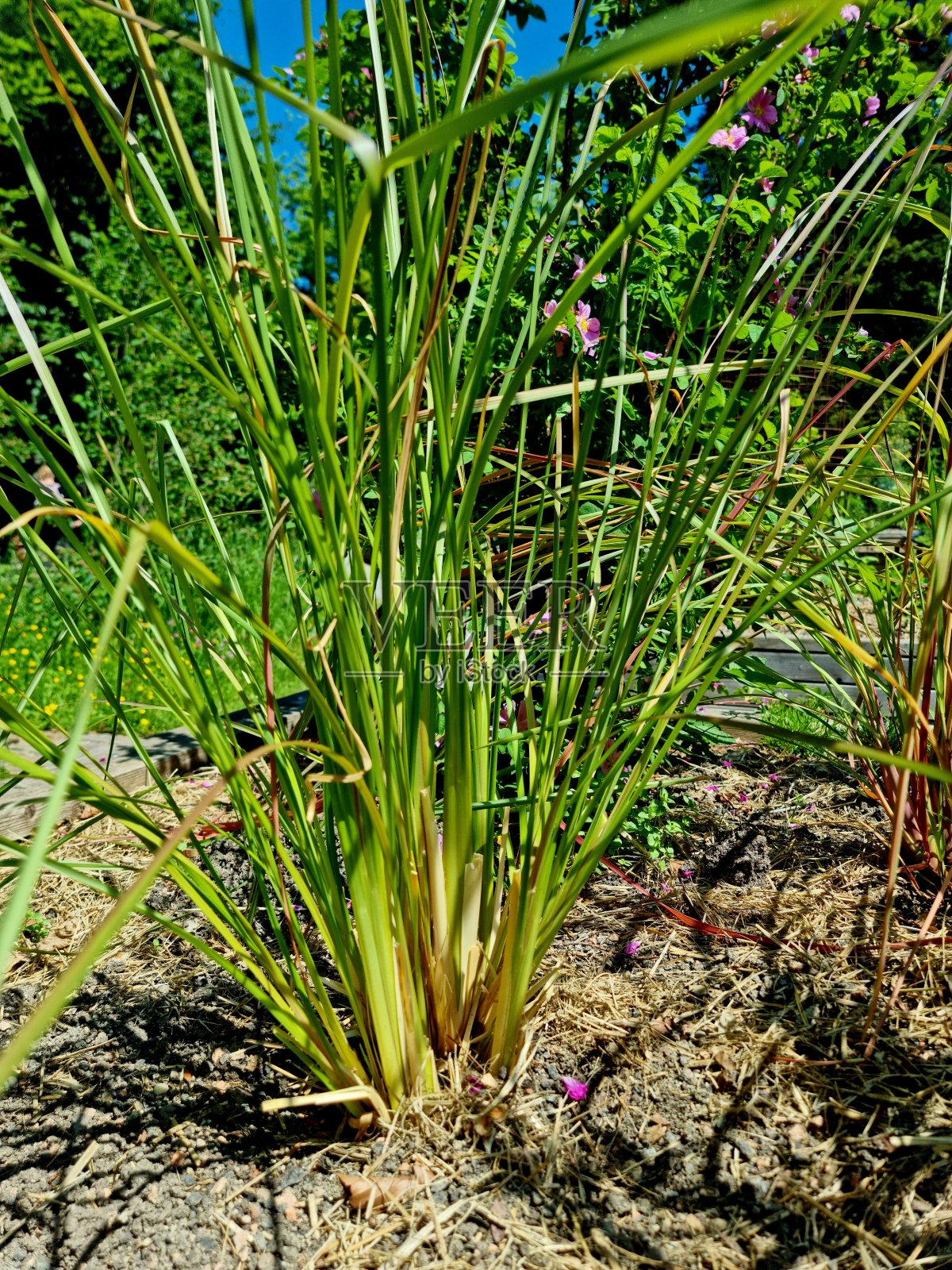 莱蒙·维贝纳(citrodora Aloysia)照片摄影图片