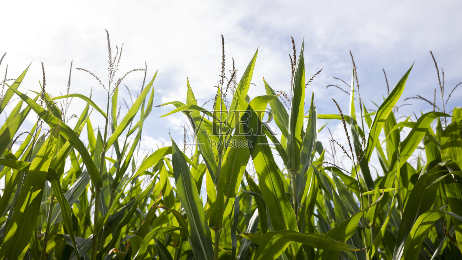 玉米在夏天照片摄影图片