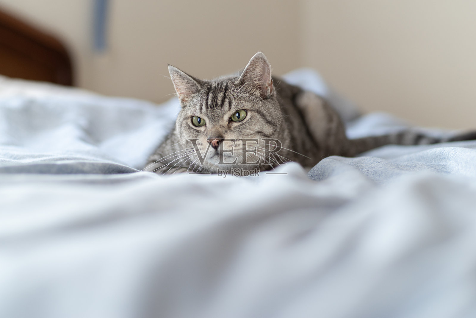 盯着猫照片摄影图片