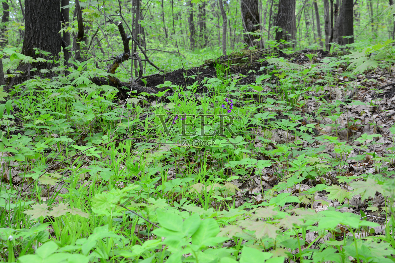 春天的森林里有新鲜的绿草和树干照片摄影图片