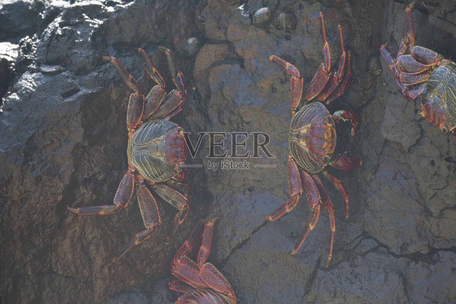 在巴西伯南布哥费尔南多-迪诺罗尼亚桑丘海滩，螃蟹粘在潮湿的岩石上照片摄影图片