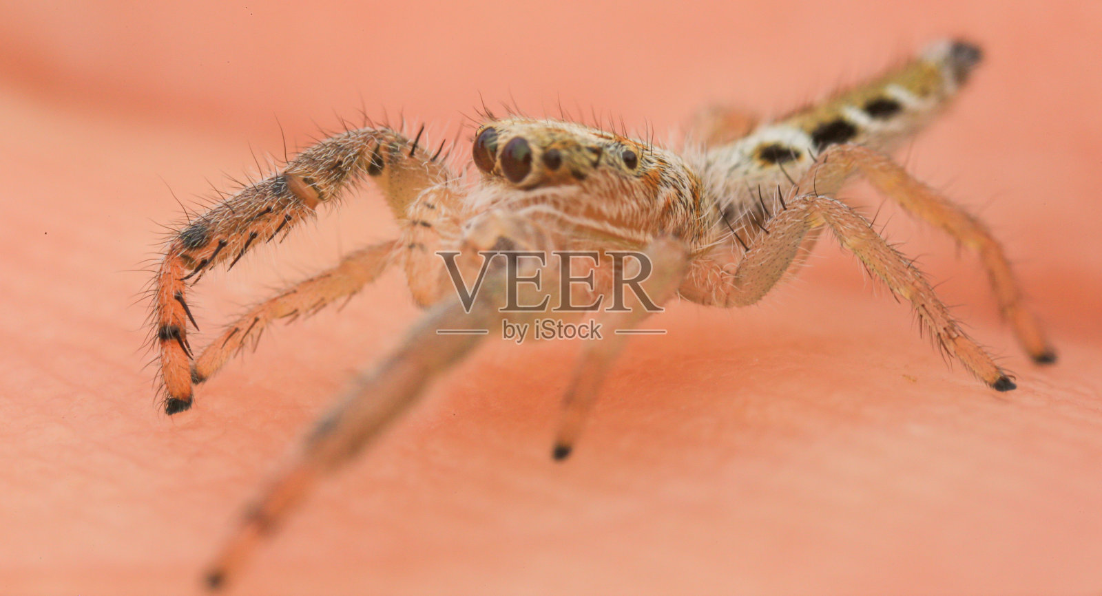 可爱的跳蜘蛛，和独特的颜色照片摄影图片