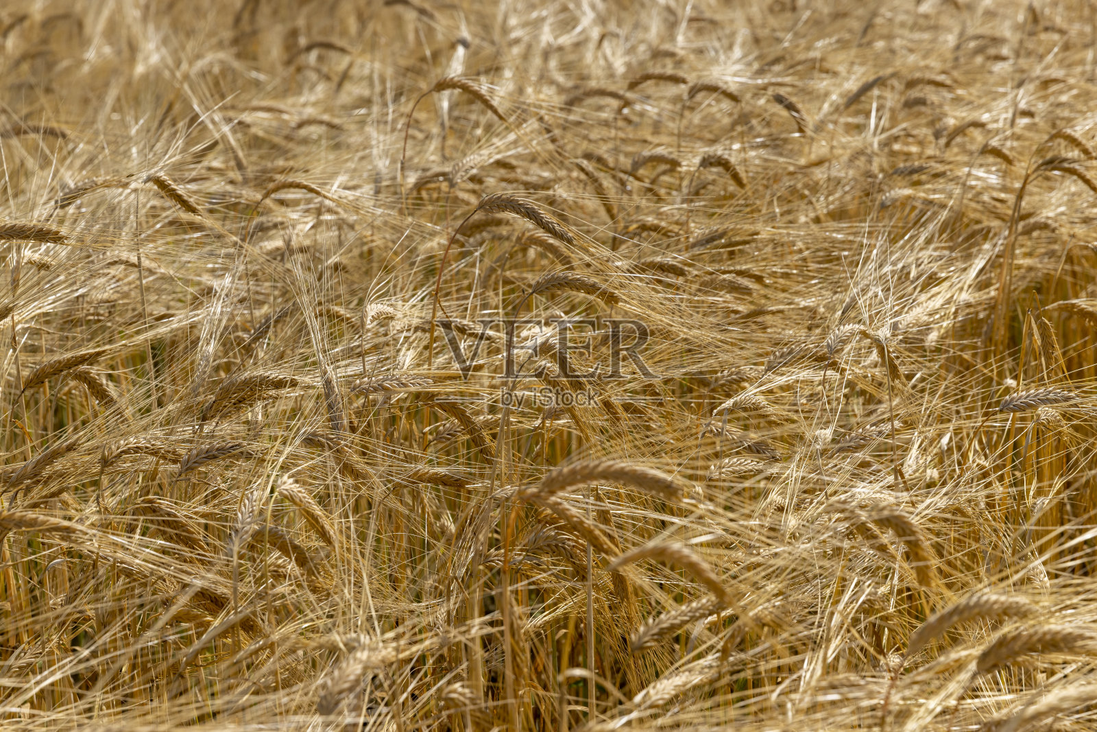 成熟的小麦在夏天收获照片摄影图片