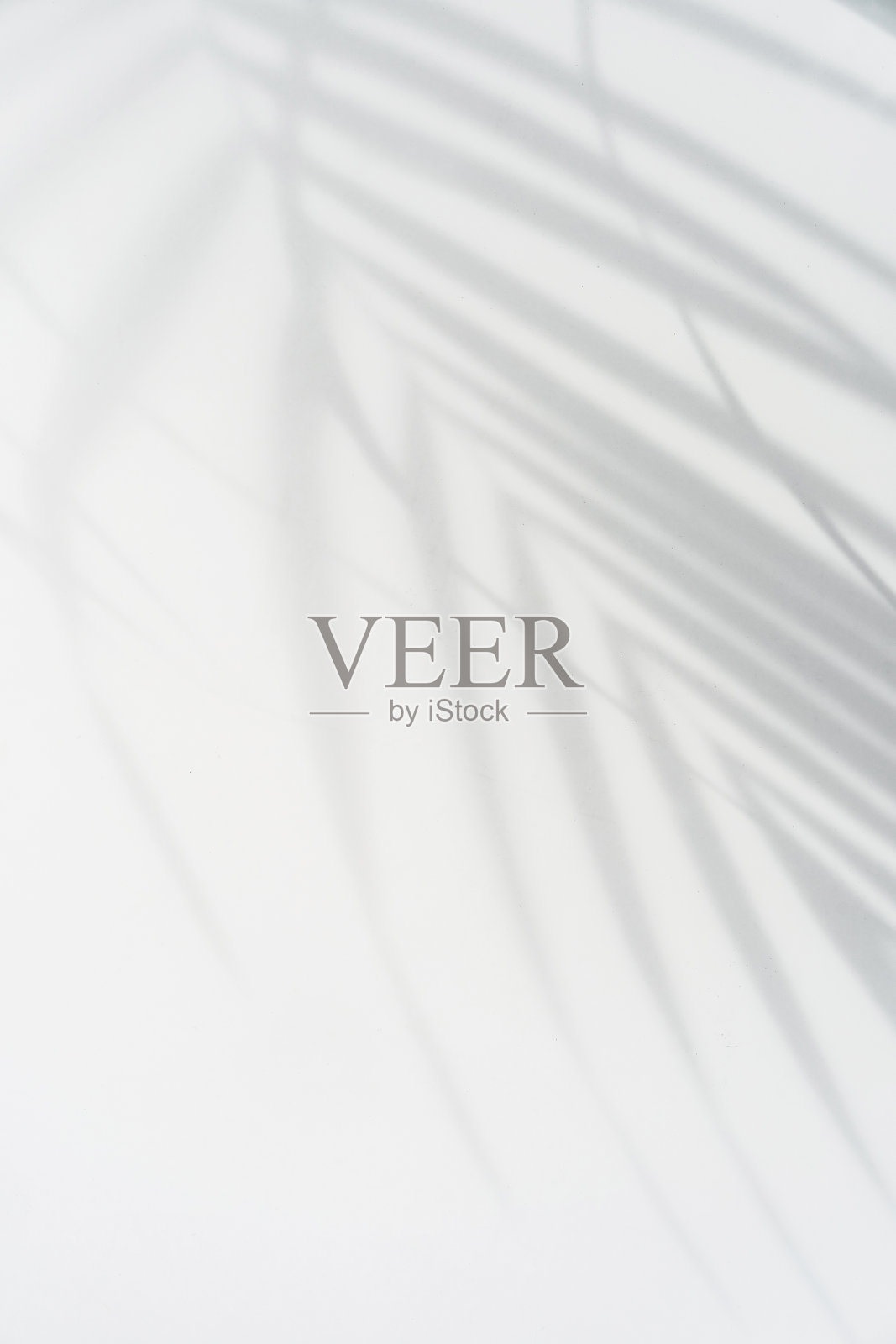 热带棕榈叶阴影在白色墙壁背景与复制空间照片摄影图片