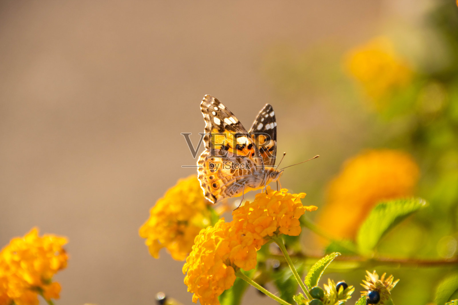 蝴蝶在黄花上照片摄影图片
