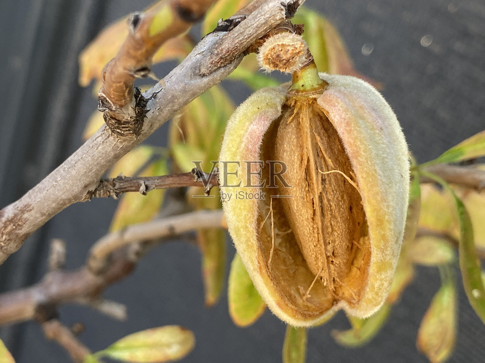 特写成熟的杏仁在杏仁树枝照片摄影图片