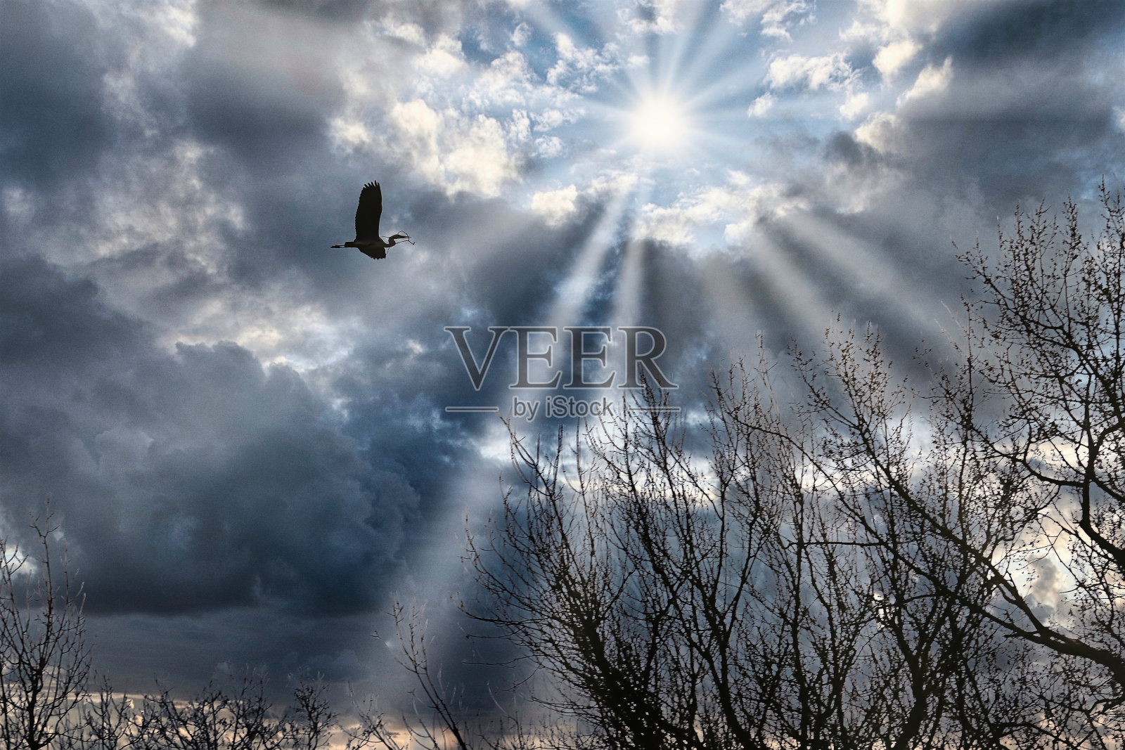 Héron在天空中照片摄影图片