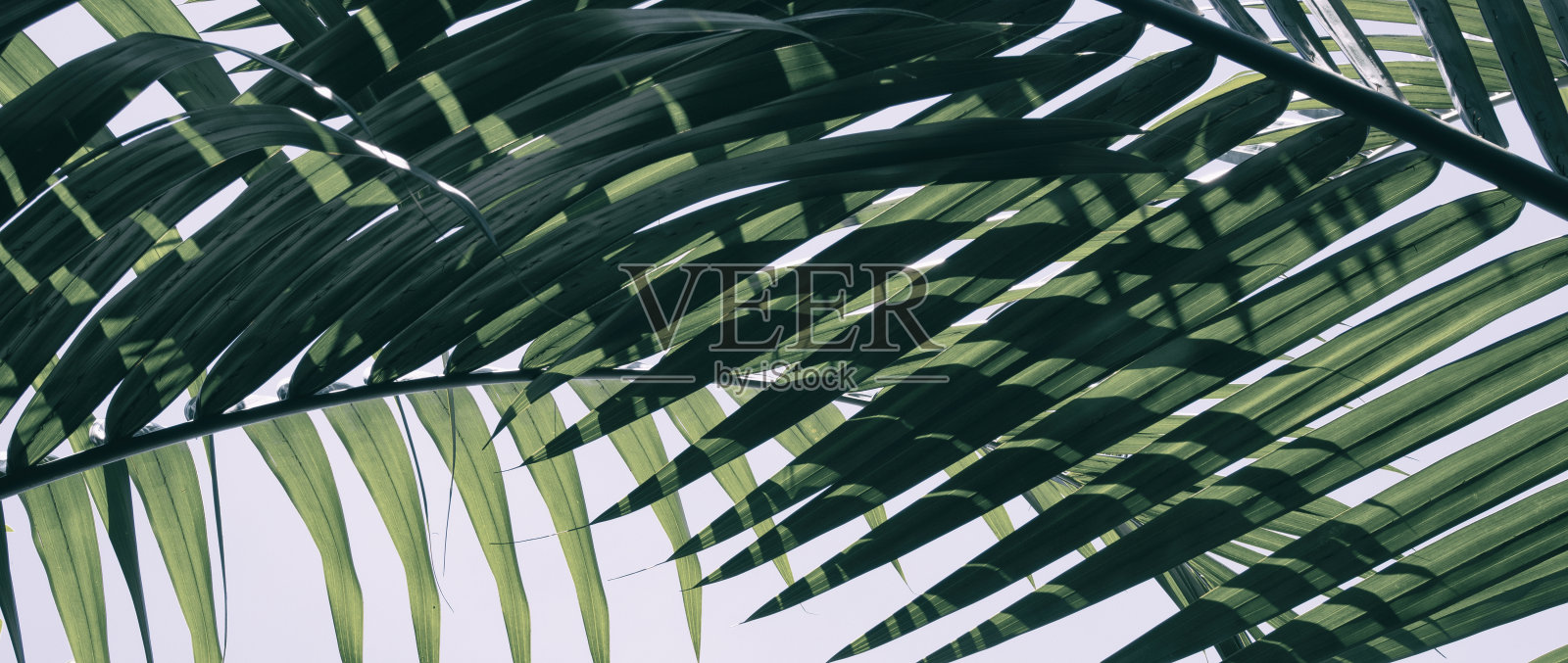 热带棕榈叶照片摄影图片